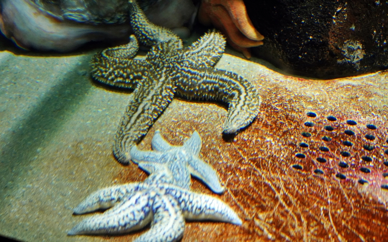 【日本】 山形 鶴岡市立加茂水族館｜世界上最大的水母水族館，展出種類數量最多，還有巨大水母展示水槽超好拍。