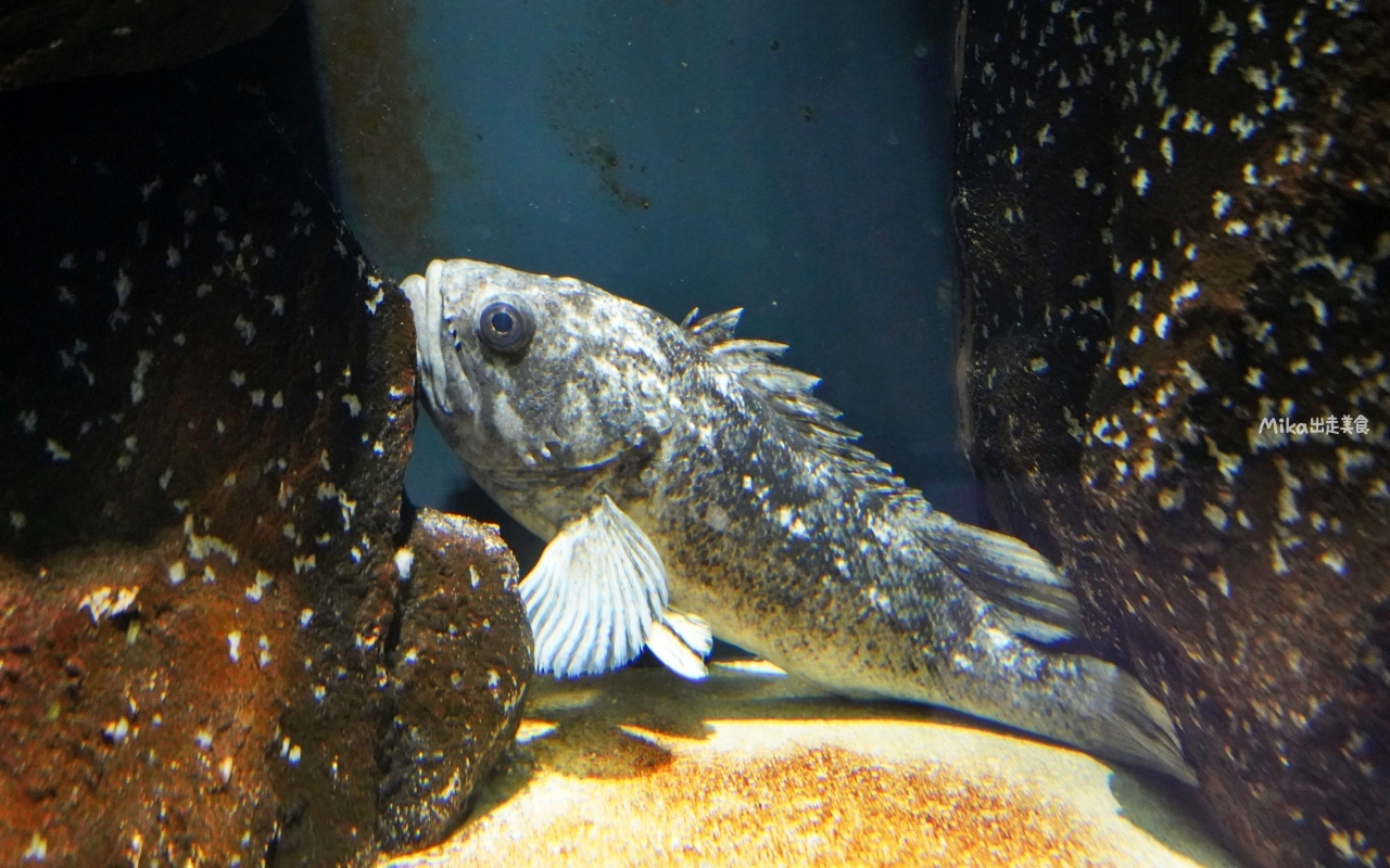 【日本】 山形 鶴岡市立加茂水族館｜世界上最大的水母水族館，展出種類數量最多，還有巨大水母展示水槽超好拍。