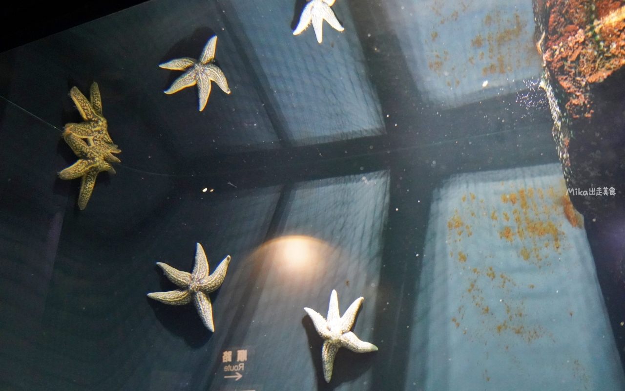 【日本】 山形 鶴岡市立加茂水族館｜世界上最大的水母水族館，展出種類數量最多，還有巨大水母展示水槽超好拍。