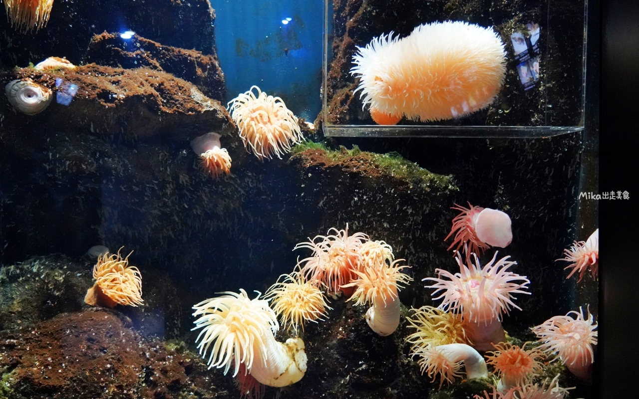 【日本】 山形 鶴岡市立加茂水族館｜世界上最大的水母水族館，展出種類數量最多，還有巨大水母展示水槽超好拍。