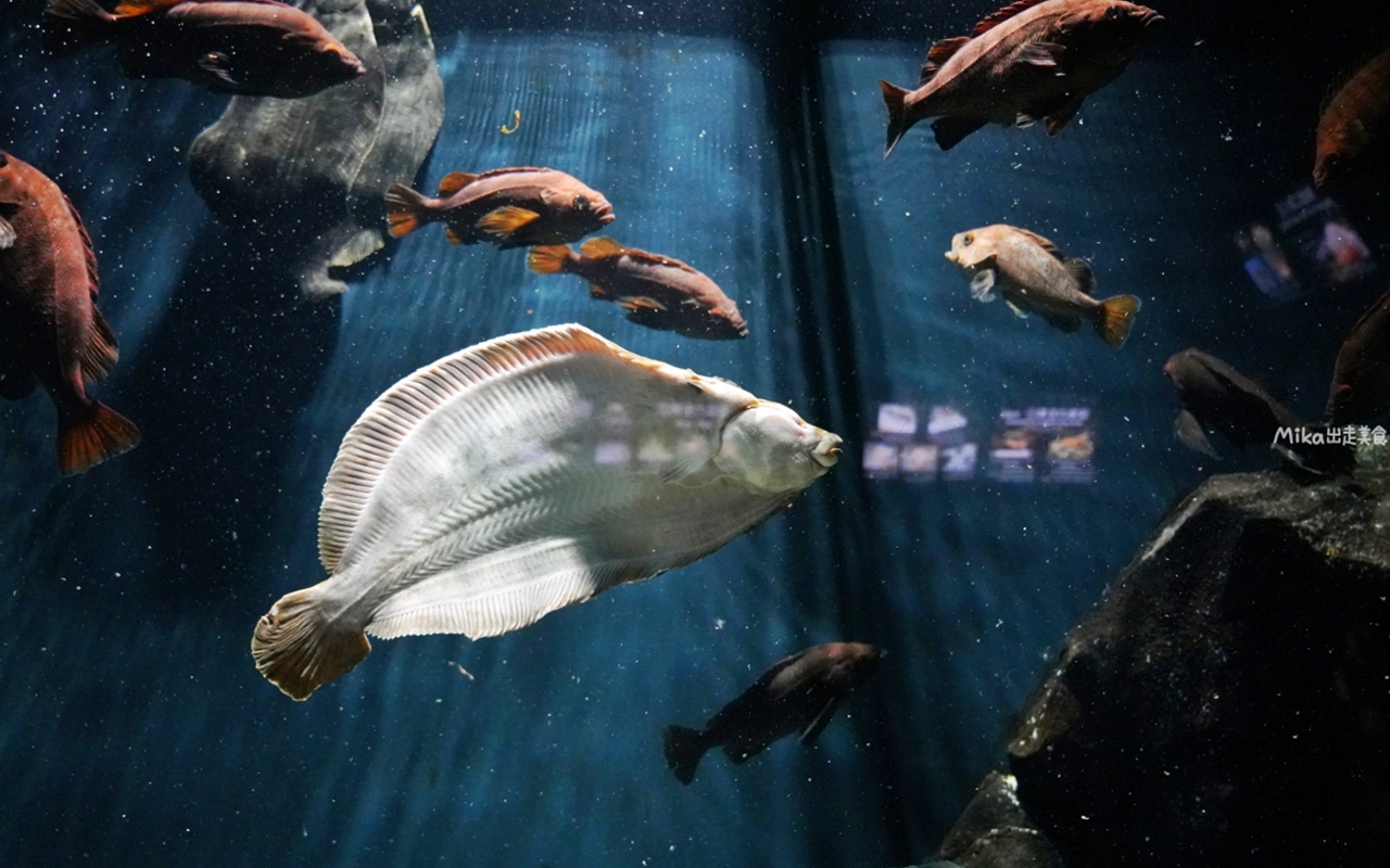 【日本】 山形 鶴岡市立加茂水族館｜世界上最大的水母水族館，展出種類數量最多，還有巨大水母展示水槽超好拍。