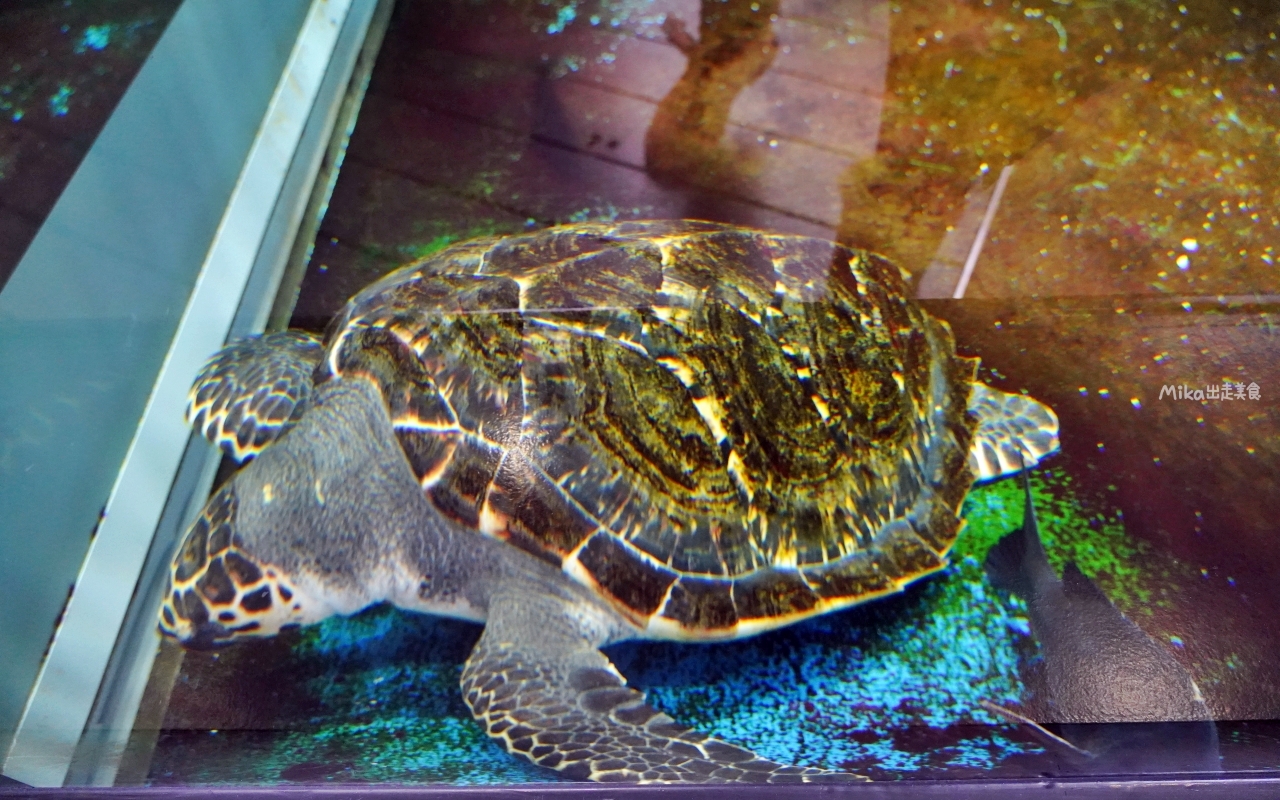 【日本】 山形 鶴岡市立加茂水族館｜世界上最大的水母水族館，展出種類數量最多，還有巨大水母展示水槽超好拍。