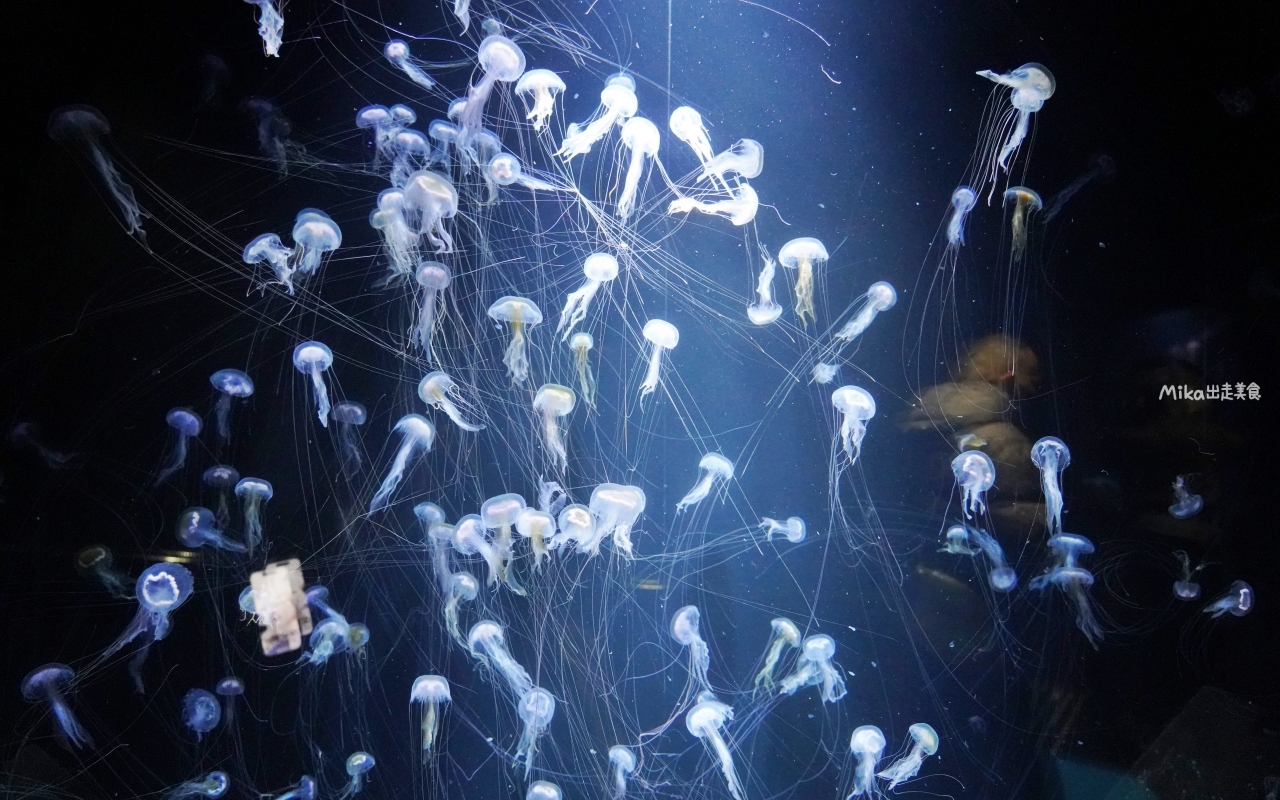 【日本】 山形 鶴岡市立加茂水族館｜世界上最大的水母水族館，展出種類數量最多，還有巨大水母展示水槽超好拍。