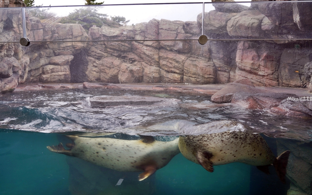 【日本】 山形 鶴岡市立加茂水族館｜世界上最大的水母水族館，展出種類數量最多，還有巨大水母展示水槽超好拍。