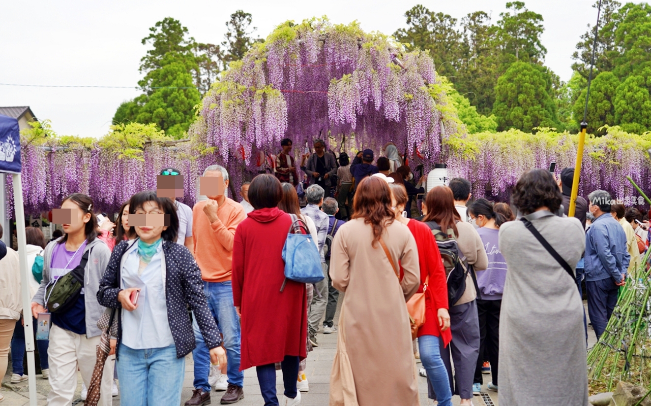 【九州】 柳川市 中山大藤｜九州人氣紫藤花推薦，中山熊野神社裡 樹齢約300多年，廣達350坪藤花棚的水都柳川絕美浪漫紫藤花。