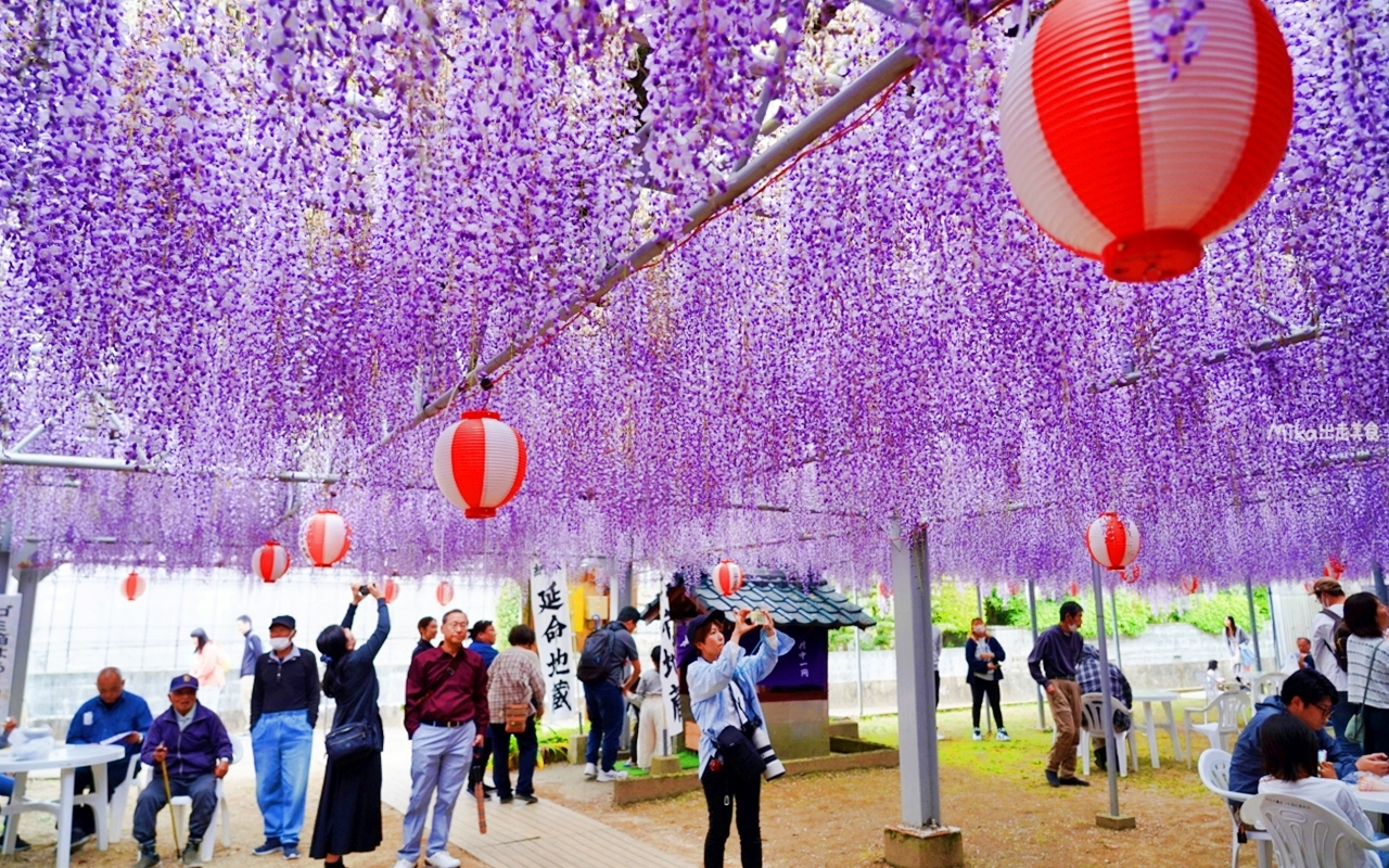 【九州】 柳川市 中山大藤｜九州人氣紫藤花推薦，中山熊野神社裡 樹齢約300多年，廣達350坪藤花棚的水都柳川絕美浪漫紫藤花。