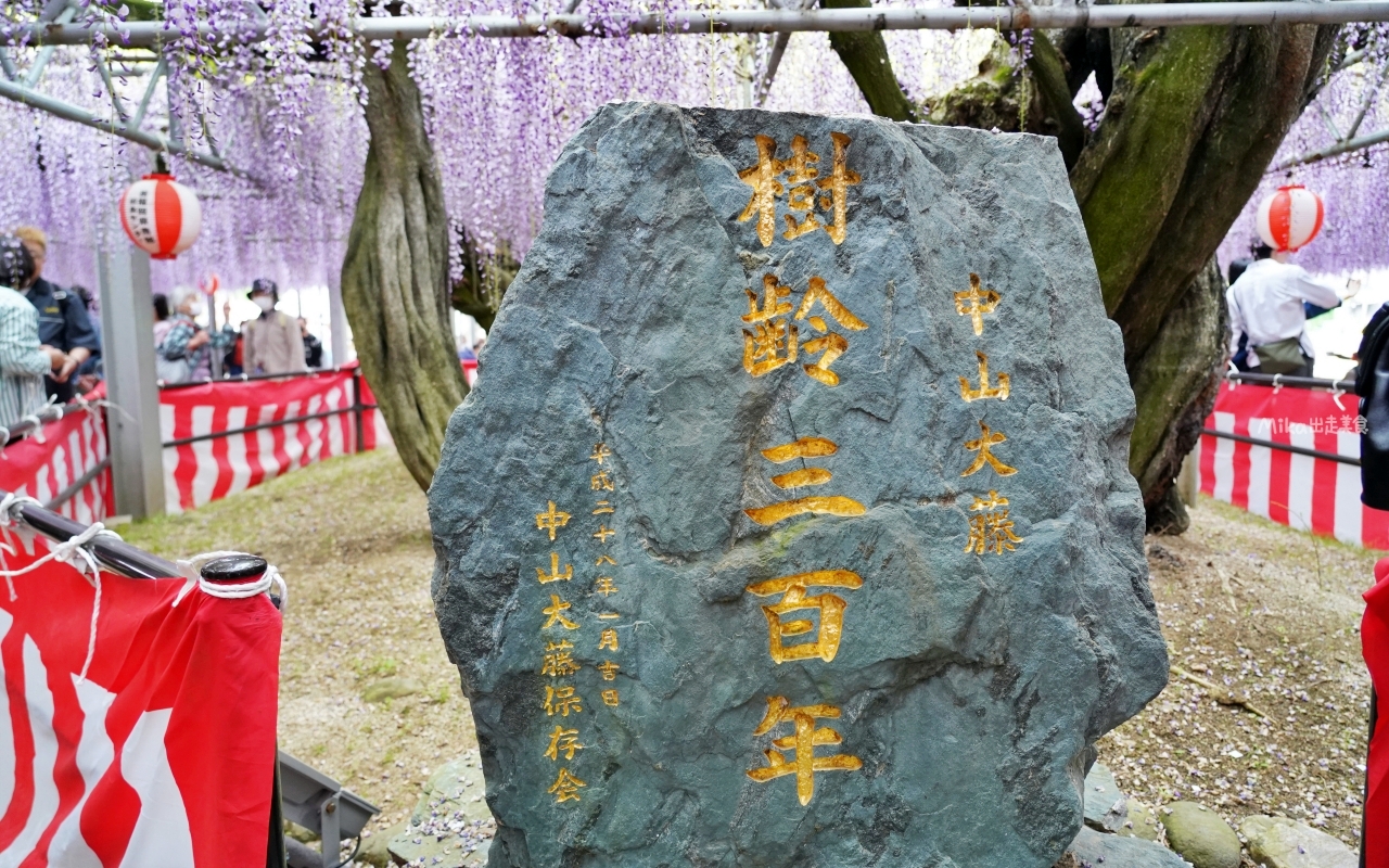 【九州】 柳川市 中山大藤｜九州人氣紫藤花推薦，中山熊野神社裡 樹齢約300多年，廣達350坪藤花棚的水都柳川絕美浪漫紫藤花。