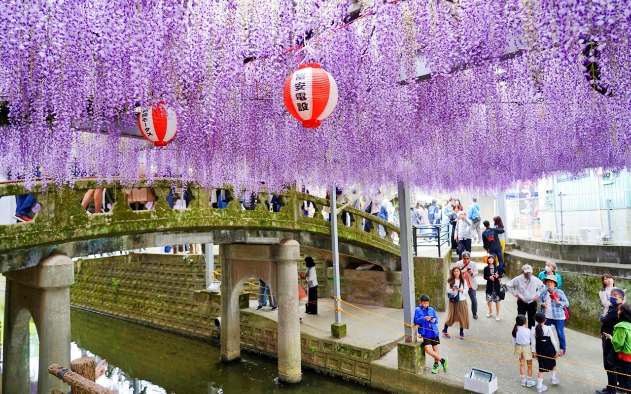 【九州】 柳川市 中山大藤｜九州人氣紫藤花推薦，中山熊野神社裡 樹齢約300多年，廣達350坪藤花棚的水都柳川絕美浪漫紫藤花。