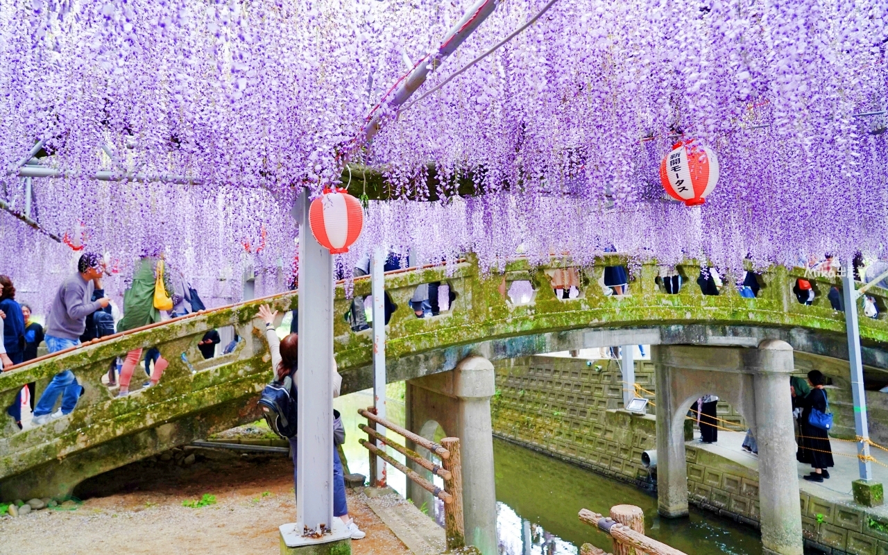 【九州】 柳川市 中山大藤｜九州人氣紫藤花推薦，中山熊野神社裡 樹齢約300多年，廣達350坪藤花棚的水都柳川絕美浪漫紫藤花。