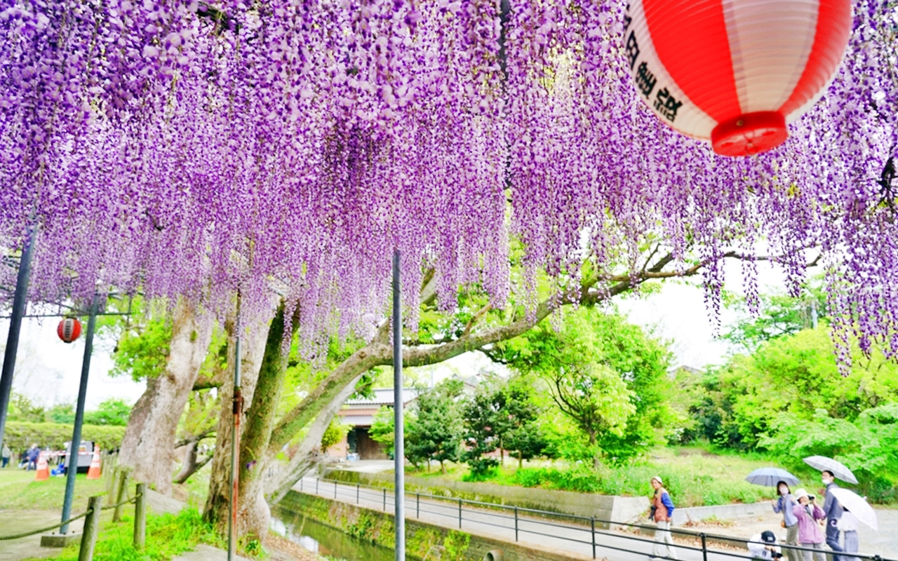 【九州】 柳川市 中山大藤｜九州人氣紫藤花推薦，中山熊野神社裡 樹齢約300多年，廣達350坪藤花棚的水都柳川絕美浪漫紫藤花。