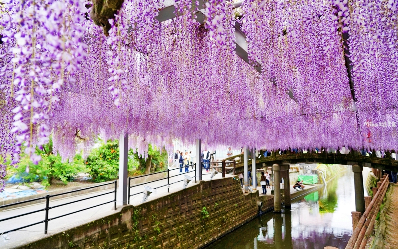 【九州】 柳川市 中山大藤｜九州人氣紫藤花推薦，中山熊野神社裡 樹齢約300多年，廣達350坪藤花棚的水都柳川絕美浪漫紫藤花。