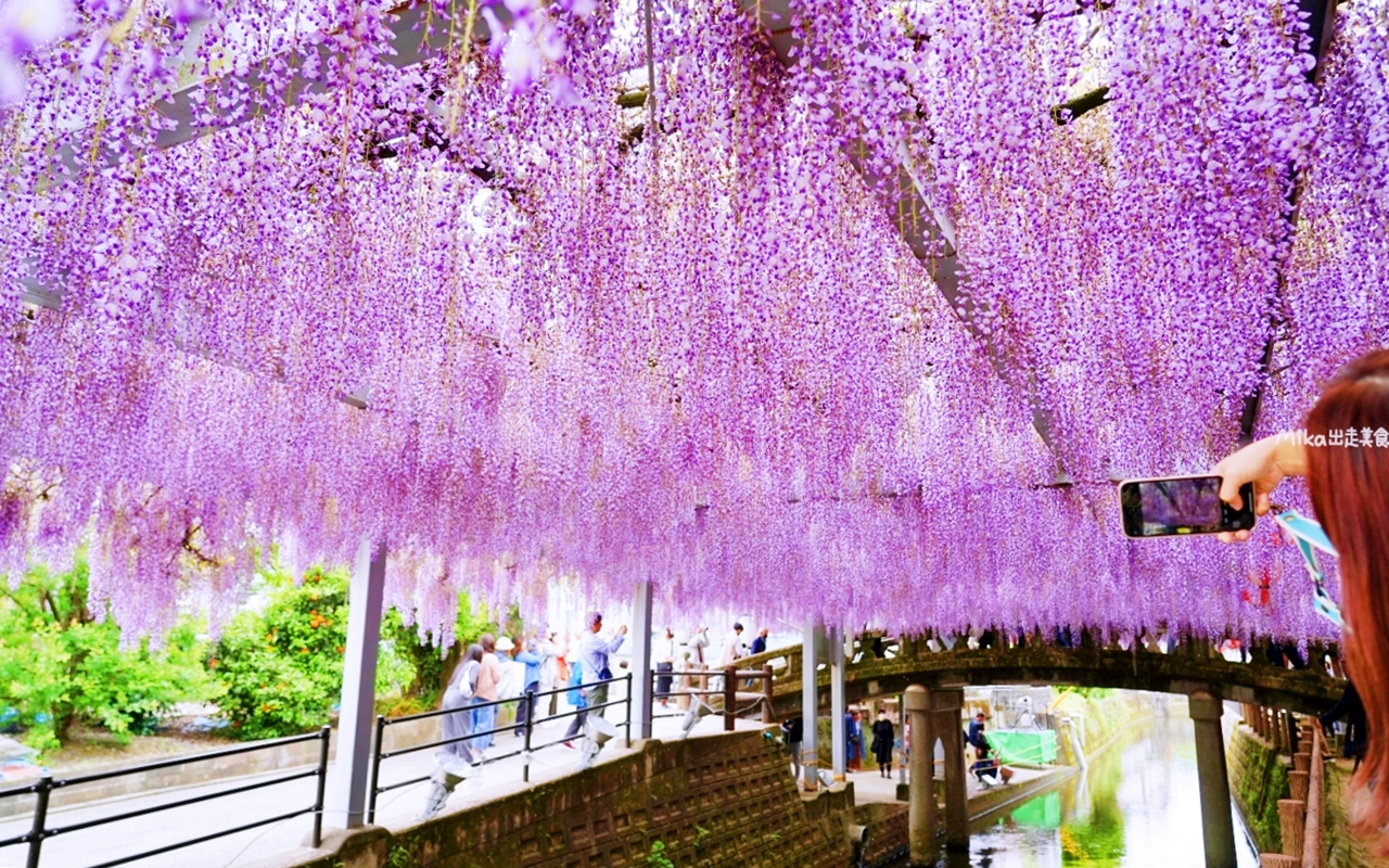 【九州】 柳川市 中山大藤｜九州人氣紫藤花推薦，中山熊野神社裡 樹齢約300多年，廣達350坪藤花棚的水都柳川絕美浪漫紫藤花。