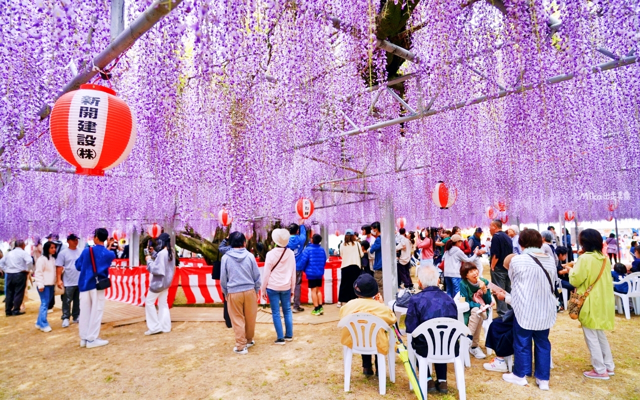 【九州】 柳川市 中山大藤｜九州人氣紫藤花推薦，中山熊野神社裡 樹齢約300多年，廣達350坪藤花棚的水都柳川絕美浪漫紫藤花。