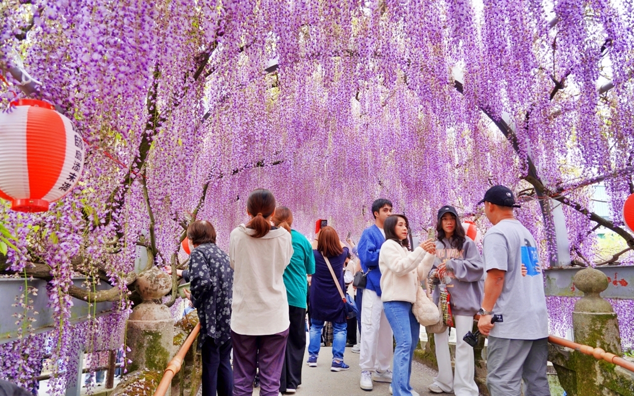 【九州】 柳川市 中山大藤｜九州人氣紫藤花推薦，中山熊野神社裡 樹齢約300多年，廣達350坪藤花棚的水都柳川絕美浪漫紫藤花。