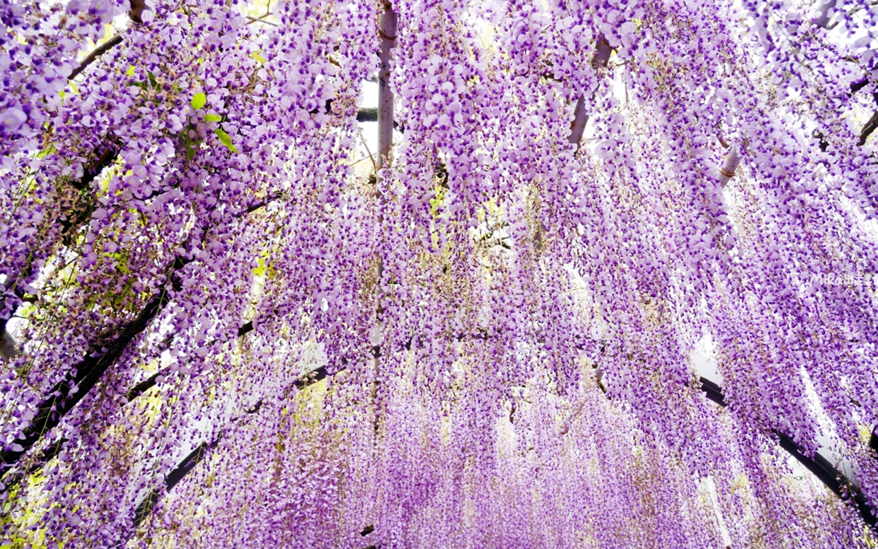 【九州】 柳川市 中山大藤｜九州人氣紫藤花推薦，中山熊野神社裡 樹齢約300多年，廣達350坪藤花棚的水都柳川絕美浪漫紫藤花。