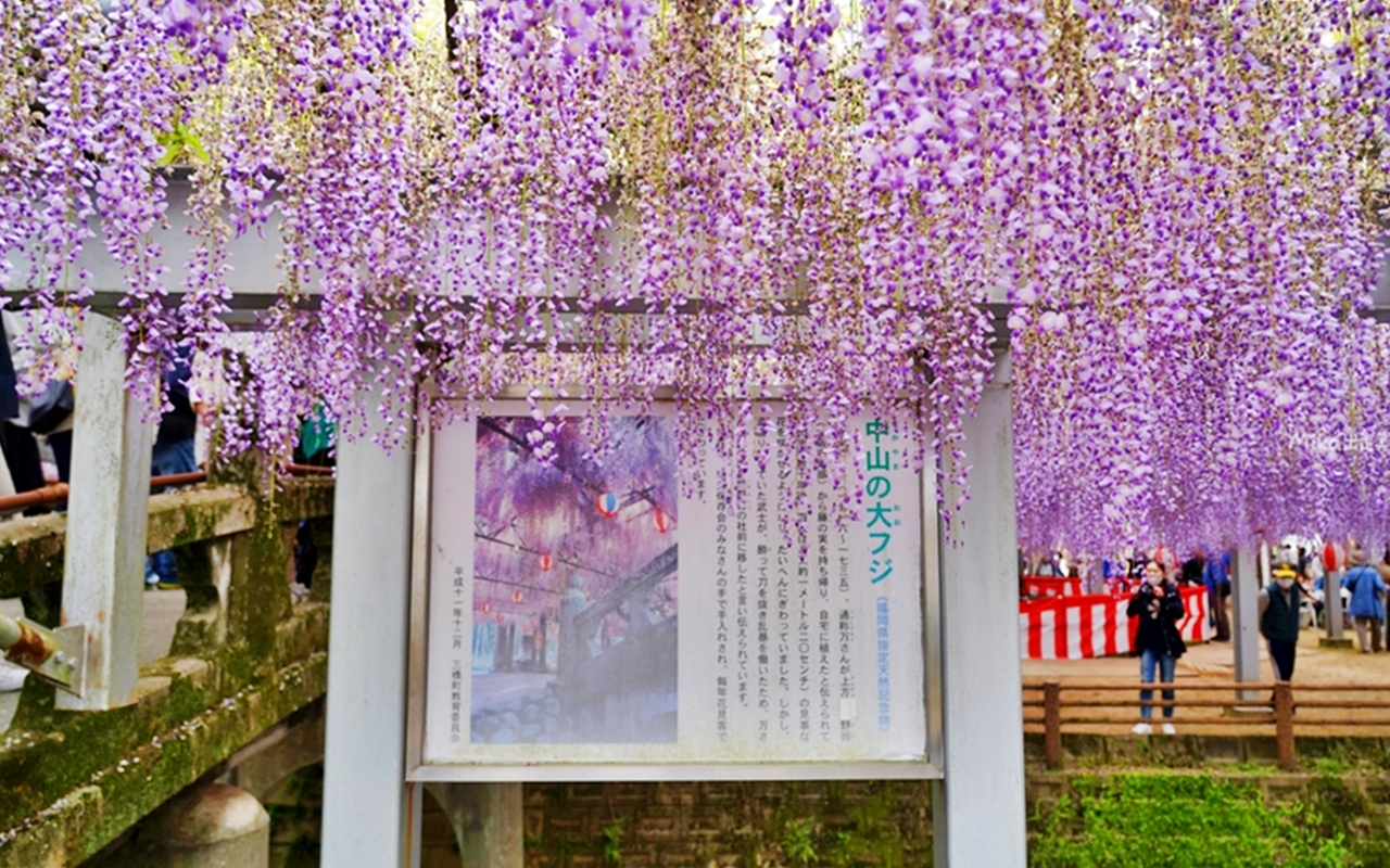 【九州】 柳川市 中山大藤｜九州人氣紫藤花推薦，中山熊野神社裡 樹齢約300多年，廣達350坪藤花棚的水都柳川絕美浪漫紫藤花。