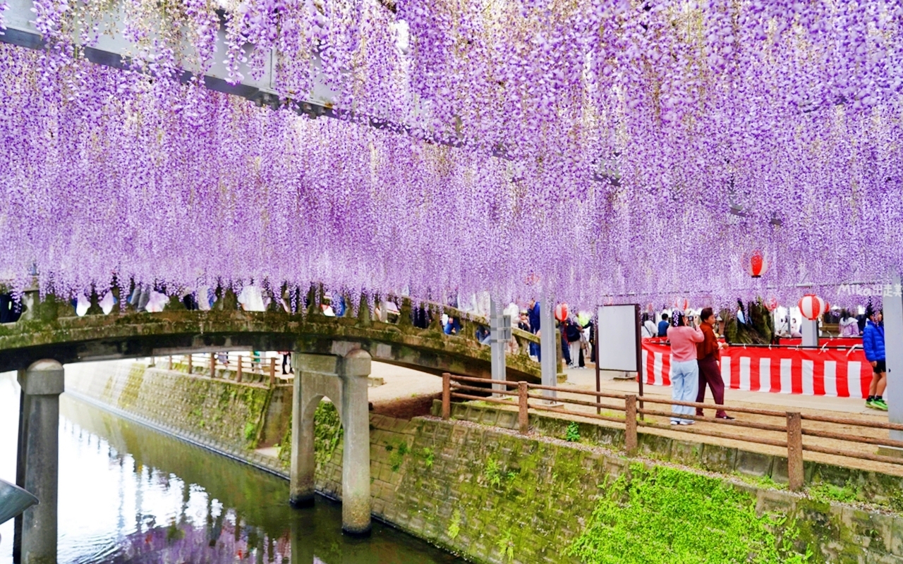 【九州】 柳川市 中山大藤｜九州人氣紫藤花推薦，中山熊野神社裡 樹齢約300多年，廣達350坪藤花棚的水都柳川絕美浪漫紫藤花。