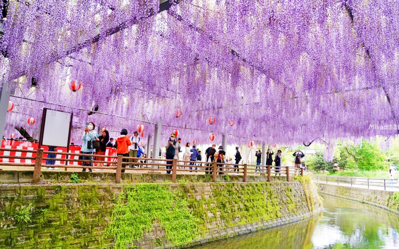 【九州】 柳川市 中山大藤｜九州人氣紫藤花推薦，中山熊野神社裡 樹齢約300多年，廣達350坪藤花棚的水都柳川絕美浪漫紫藤花。