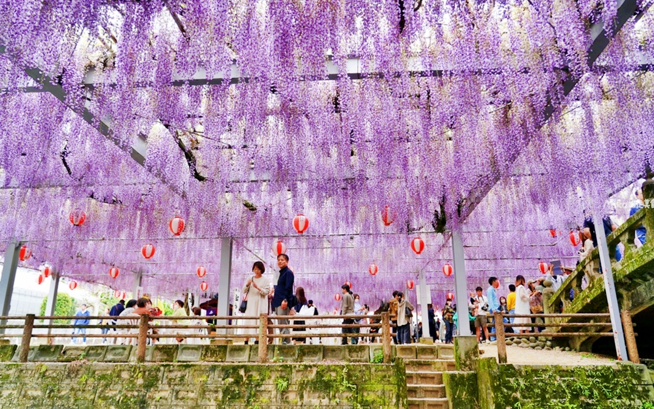 【九州】 柳川市 中山大藤｜九州人氣紫藤花推薦，中山熊野神社裡 樹齢約300多年，廣達350坪藤花棚的水都柳川絕美浪漫紫藤花。