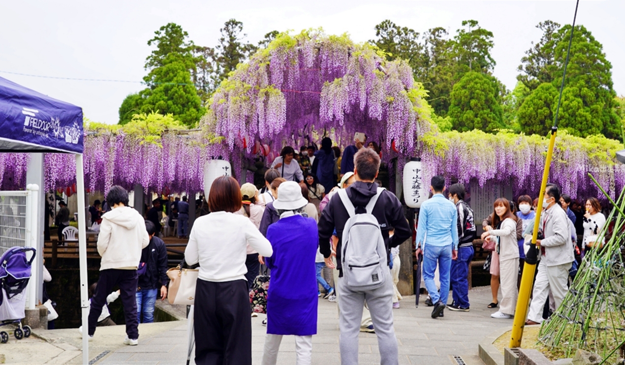 【九州】 柳川市 中山大藤｜九州人氣紫藤花推薦，中山熊野神社裡 樹齢約300多年，廣達350坪藤花棚的水都柳川絕美浪漫紫藤花。