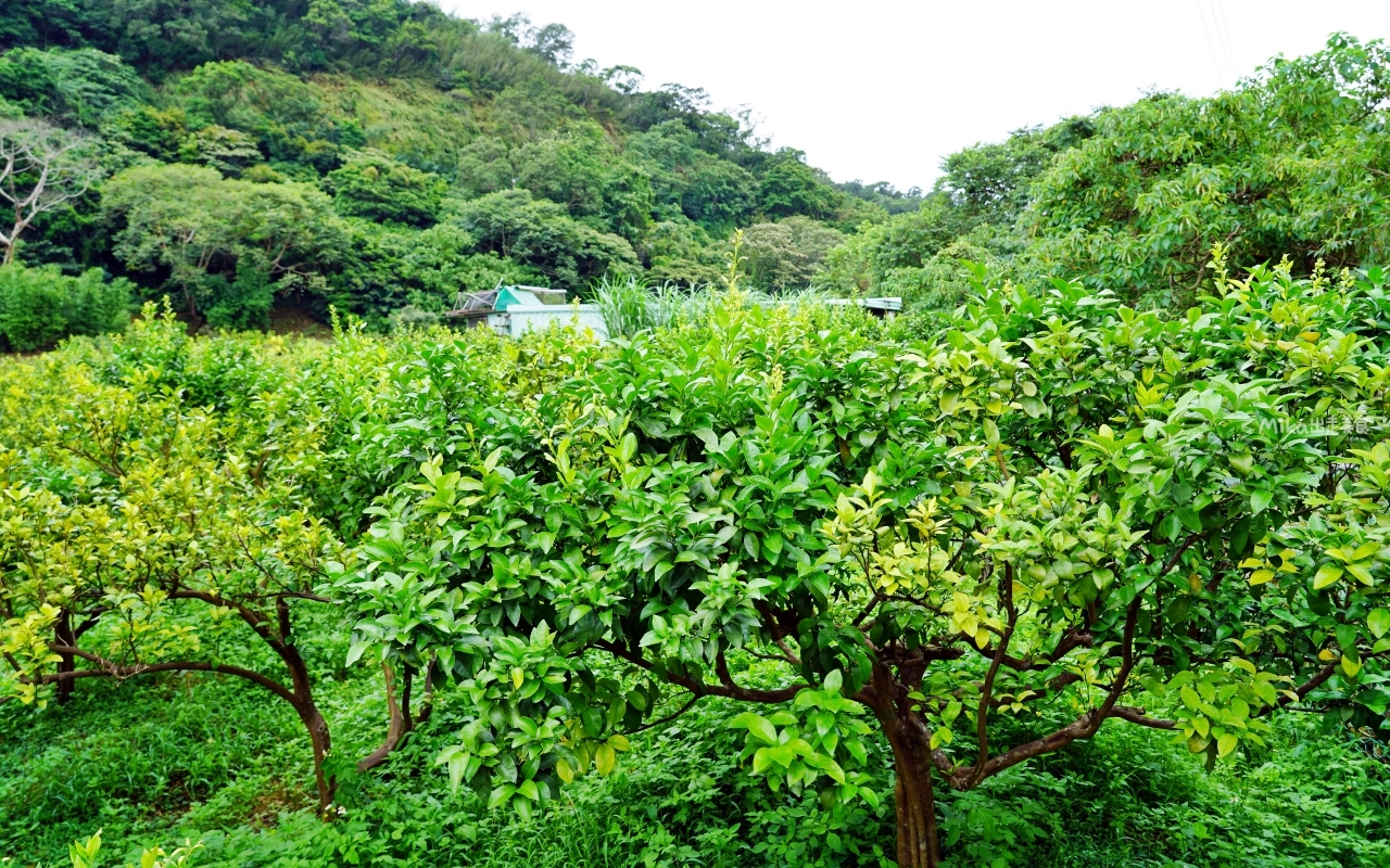 【桃園】龍潭 青山吉田｜橘子園裡超秘境，有夠難找，預約制木屋咖啡。