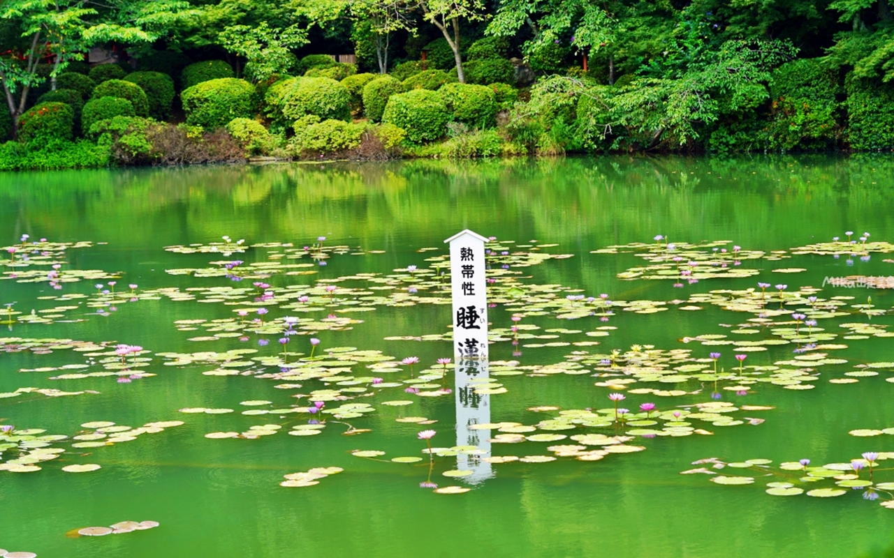 【日本】 大分 海地獄|別府七地獄,佔地最大最美的Tiffany藍地獄池,還有溫泉種出來的熱帶睡蓮花池。 【日本】 大分 海地獄|別府七地獄,佔地最大最美的Tiffany藍地獄池,還有溫泉種出來的熱帶睡蓮花池。