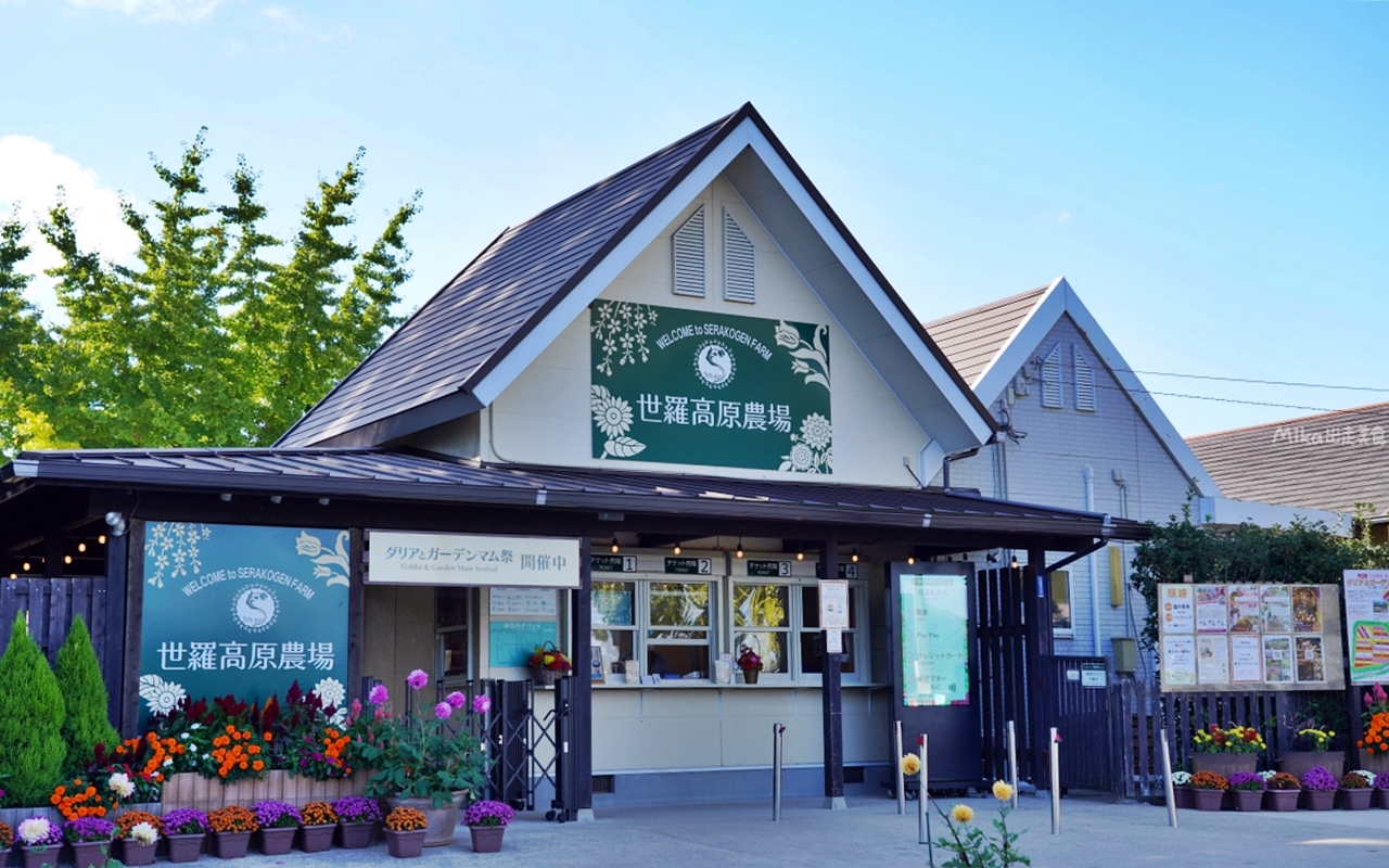 【日本】山陽 廣島 世羅高原農場｜日本最大規模花田竟然在廣島！？每季都有不同的花海絕景，秋菊美到根本置身童話世界。