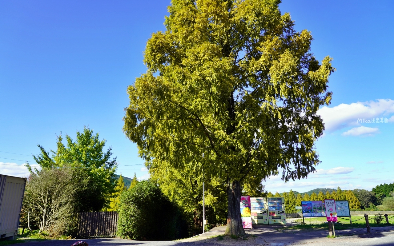 【日本】山陽 廣島 世羅高原農場｜日本最大規模花田竟然在廣島！？每季都有不同的花海絕景，秋菊美到根本置身童話世界。
