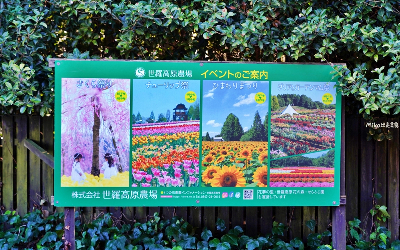 【日本】山陽 廣島 世羅高原農場｜日本最大規模花田竟然在廣島！？每季都有不同的花海絕景，秋菊美到根本置身童話世界。