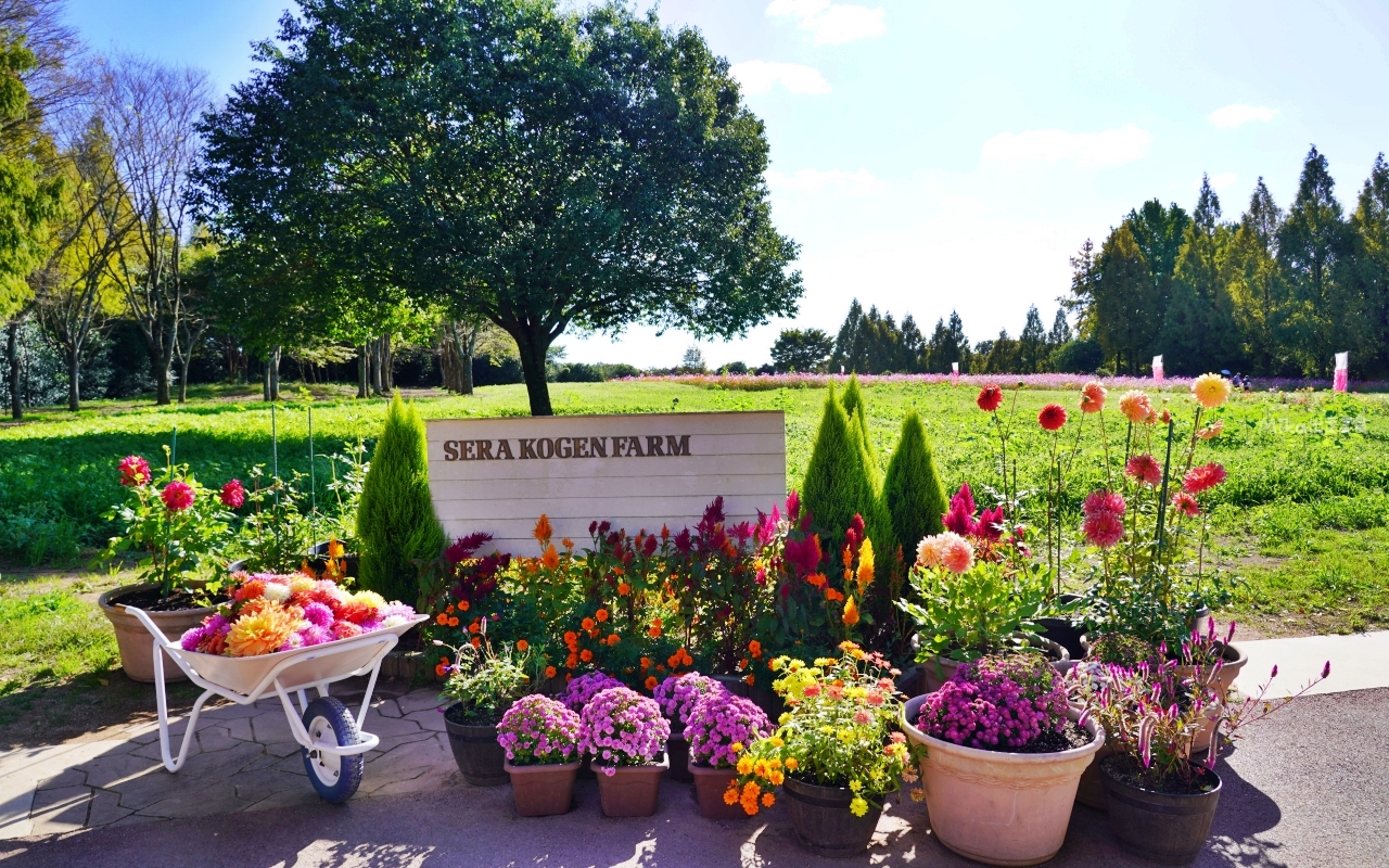【日本】山陽 廣島 世羅高原農場｜日本最大規模花田竟然在廣島！？每季都有不同的花海絕景，秋菊美到根本置身童話世界。