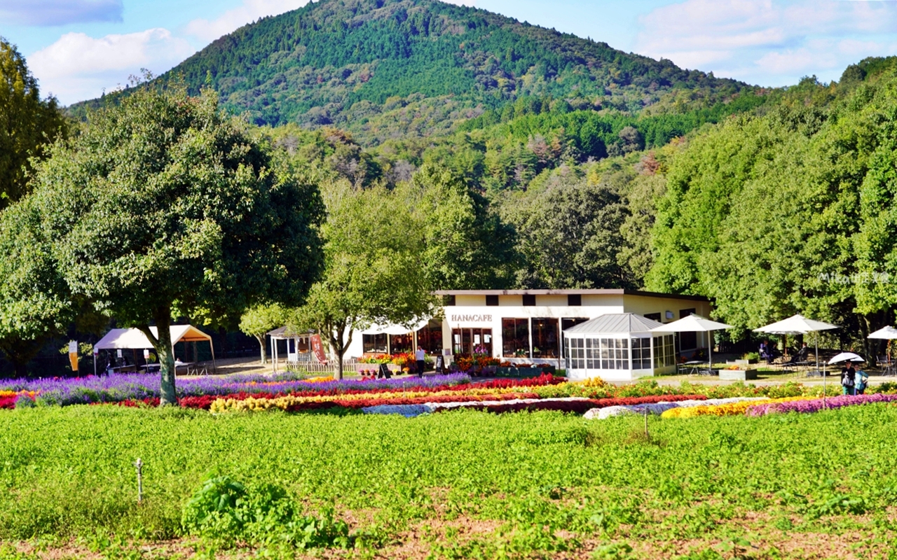 【日本】山陽 廣島 世羅高原農場｜日本最大規模花田竟然在廣島！？每季都有不同的花海絕景，秋菊美到根本置身童話世界。