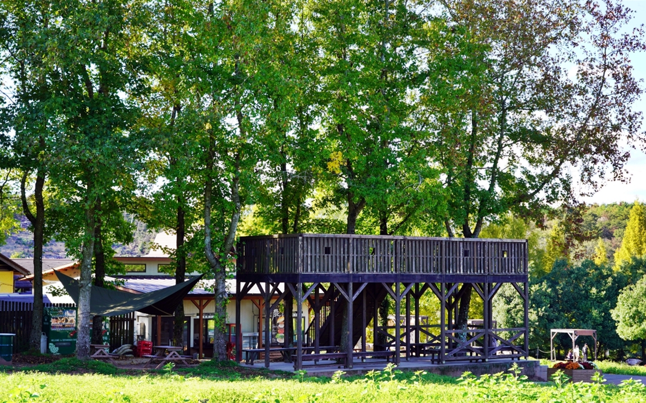 【日本】山陽 廣島 世羅高原農場｜日本最大規模花田竟然在廣島！？每季都有不同的花海絕景，秋菊美到根本置身童話世界。