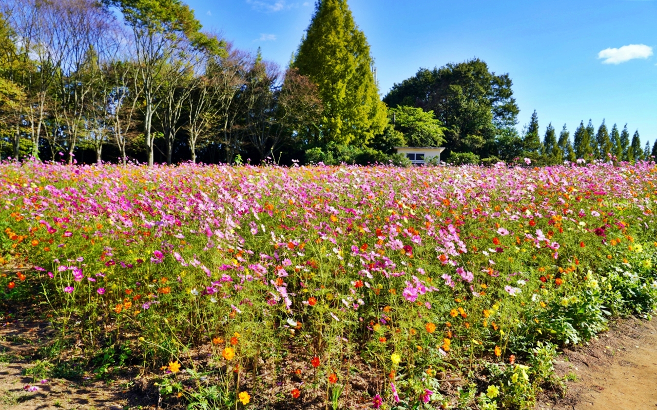 【日本】山陽 廣島 世羅高原農場｜日本最大規模花田竟然在廣島！？每季都有不同的花海絕景，秋菊美到根本置身童話世界。