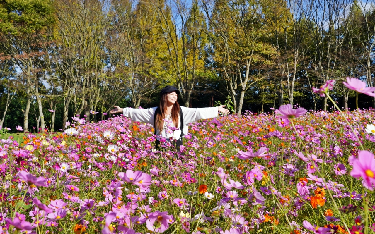【日本】山陽 廣島 世羅高原農場｜日本最大規模花田竟然在廣島！？每季都有不同的花海絕景，秋菊美到根本置身童話世界。