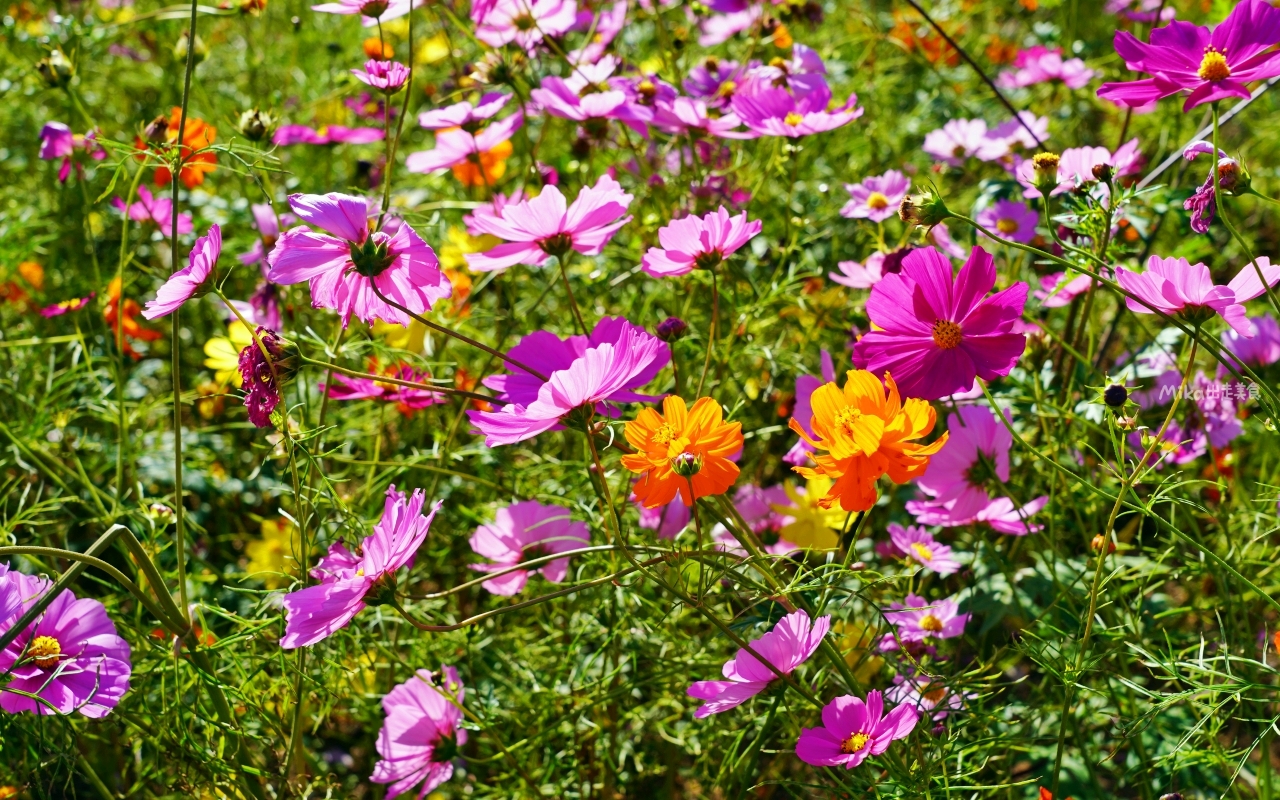 【日本】山陽 廣島 世羅高原農場｜日本最大規模花田竟然在廣島！？每季都有不同的花海絕景，秋菊美到根本置身童話世界。