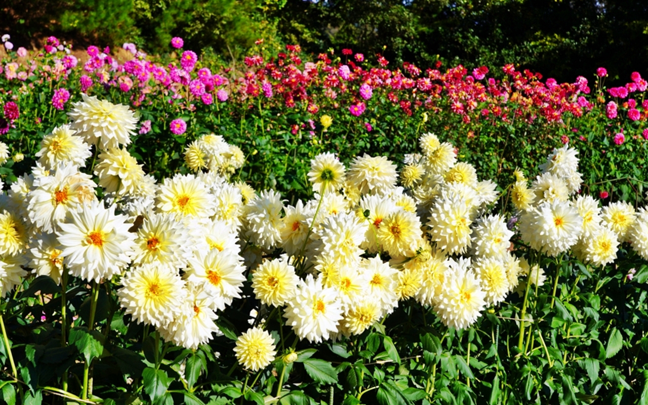 【日本】山陽 廣島 世羅高原農場｜日本最大規模花田竟然在廣島！？每季都有不同的花海絕景，秋菊美到根本置身童話世界。