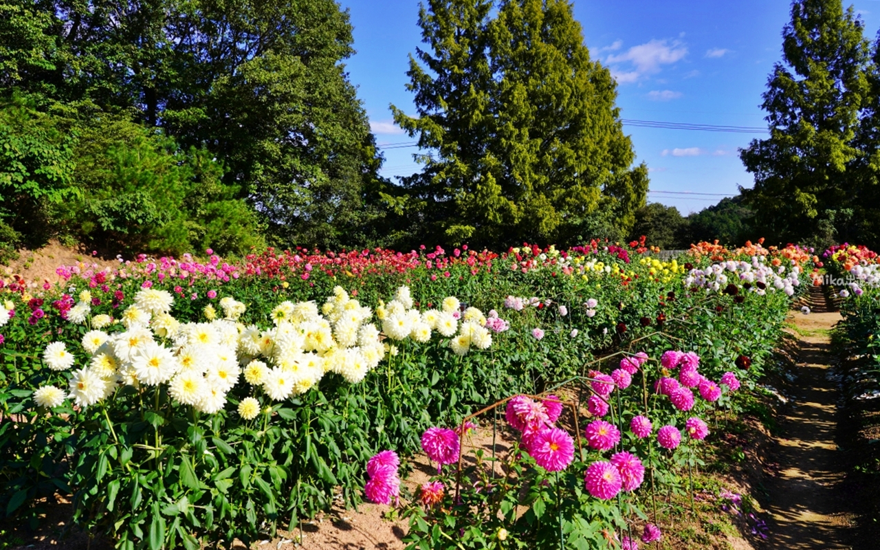 【日本】山陽 廣島 世羅高原農場｜日本最大規模花田竟然在廣島！？每季都有不同的花海絕景，秋菊美到根本置身童話世界。