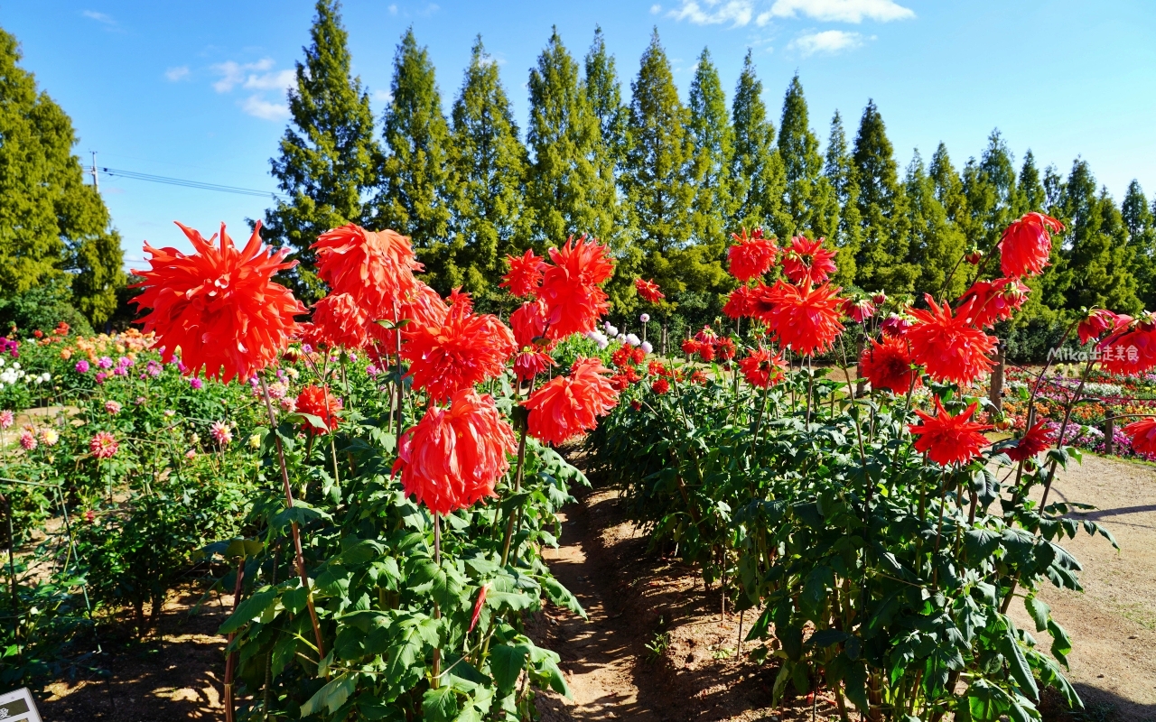 【日本】山陽 廣島 世羅高原農場｜日本最大規模花田竟然在廣島！？每季都有不同的花海絕景，秋菊美到根本置身童話世界。