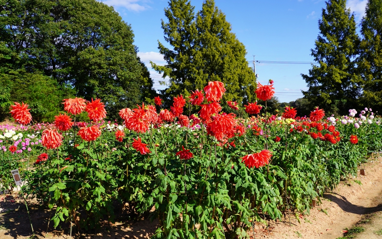 【日本】山陽 廣島 世羅高原農場｜日本最大規模花田竟然在廣島！？每季都有不同的花海絕景，秋菊美到根本置身童話世界。