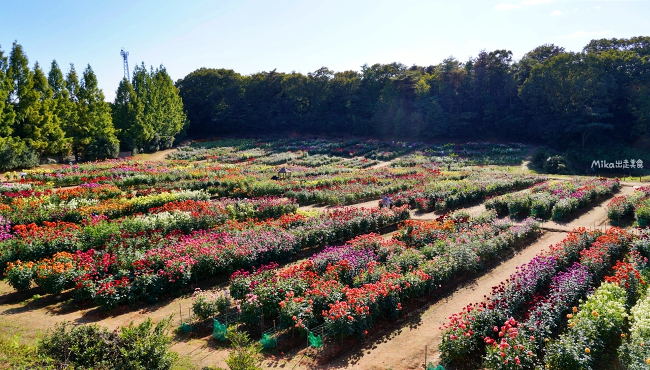 【日本】山陽 廣島 世羅高原農場｜日本最大規模花田竟然在廣島！？每季都有不同的花海絕景，秋菊美到根本置身童話世界。