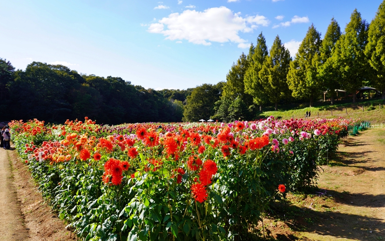 【日本】山陽 廣島 世羅高原農場｜日本最大規模花田竟然在廣島！？每季都有不同的花海絕景，秋菊美到根本置身童話世界。