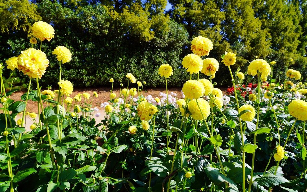 【日本】山陽 廣島 世羅高原農場｜日本最大規模花田竟然在廣島！？每季都有不同的花海絕景，秋菊美到根本置身童話世界。