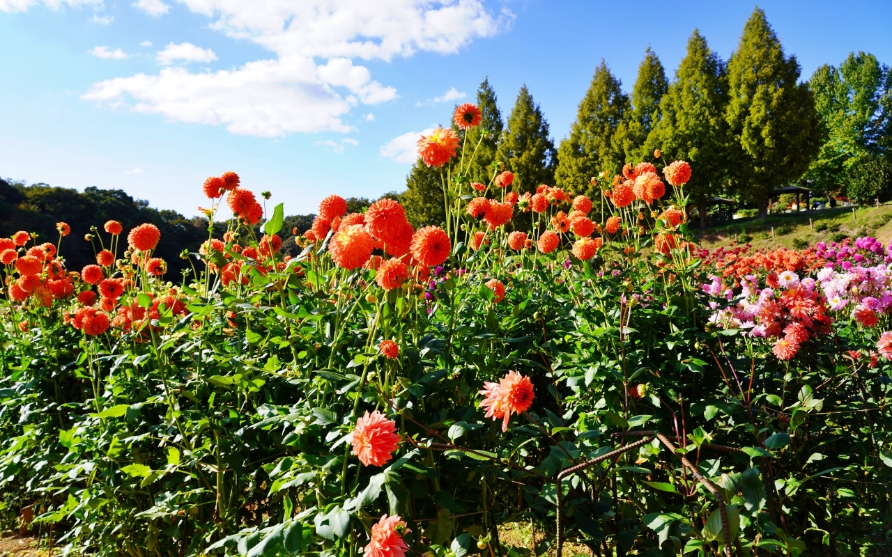 【日本】山陽 廣島 世羅高原農場｜日本最大規模花田竟然在廣島！？每季都有不同的花海絕景，秋菊美到根本置身童話世界。