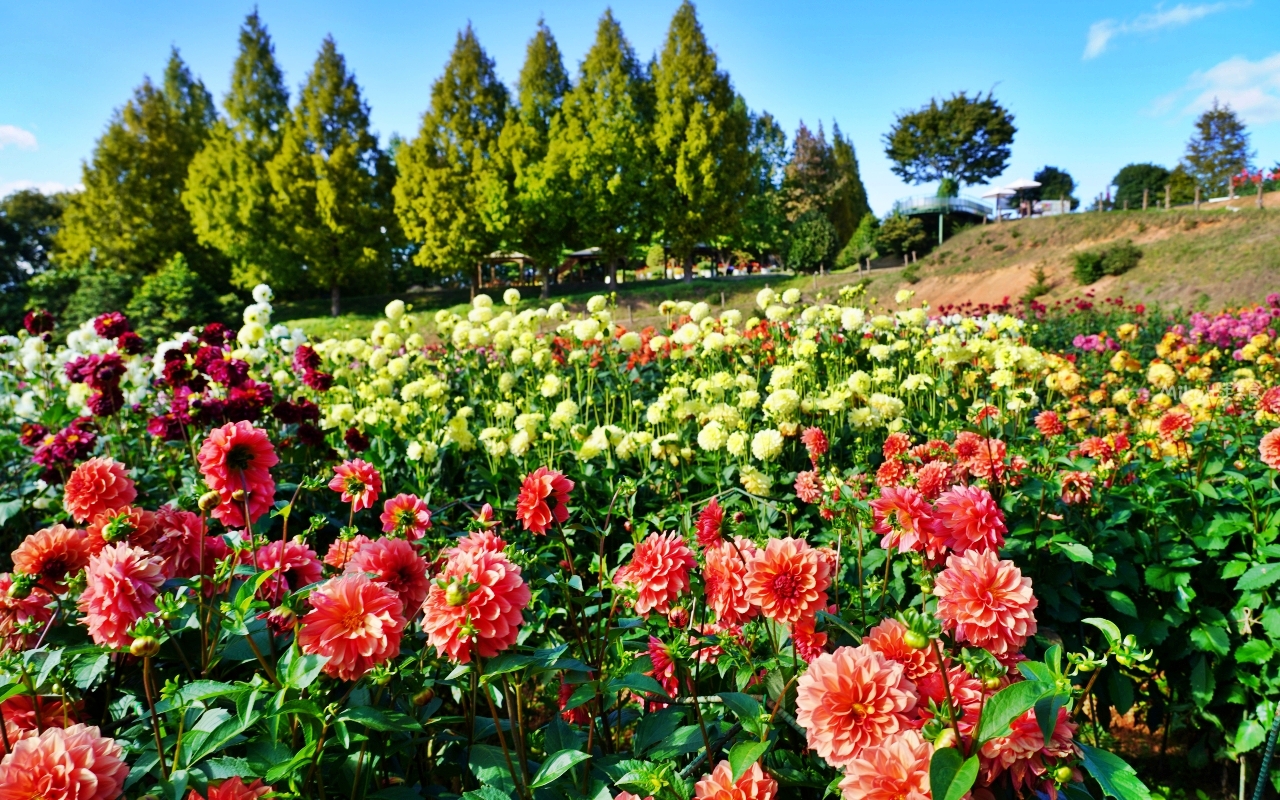 【日本】山陽 廣島 世羅高原農場｜日本最大規模花田竟然在廣島！？每季都有不同的花海絕景，秋菊美到根本置身童話世界。