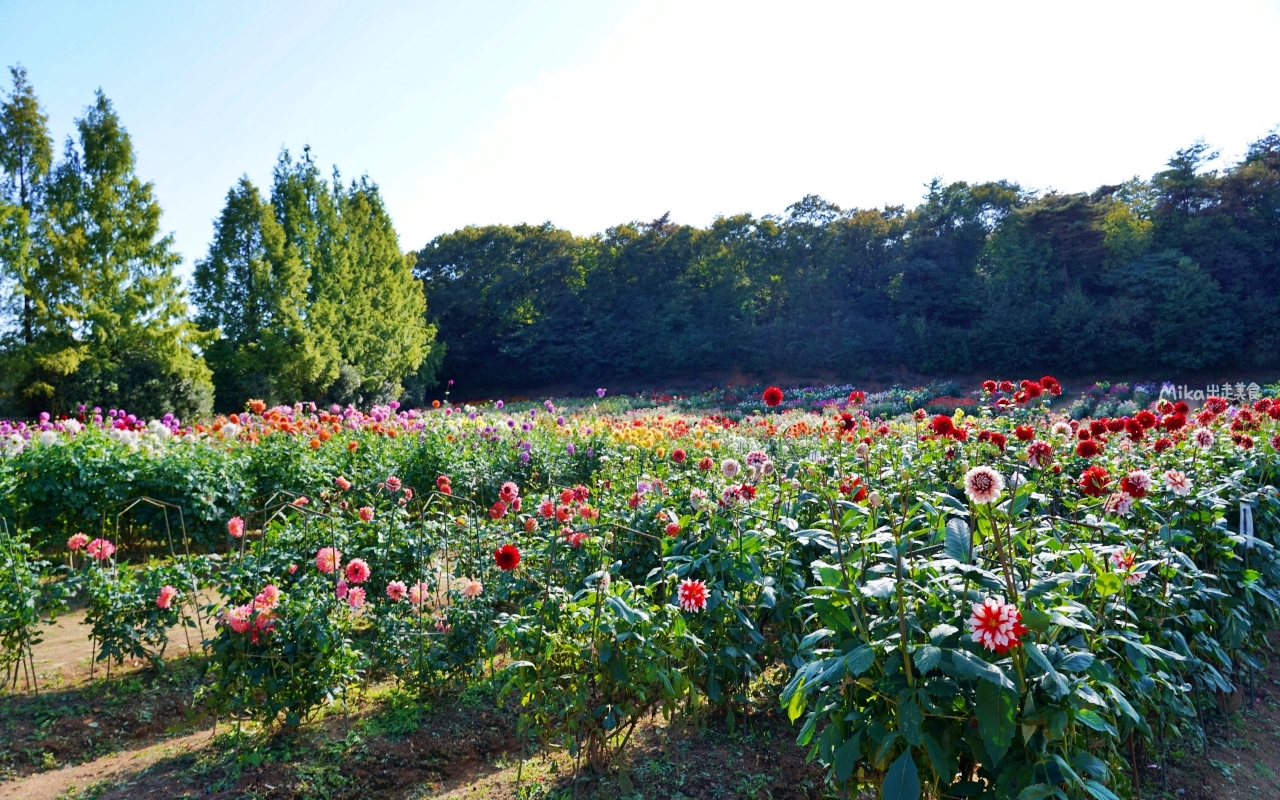 【日本】山陽 廣島 世羅高原農場｜日本最大規模花田竟然在廣島！？每季都有不同的花海絕景，秋菊美到根本置身童話世界。
