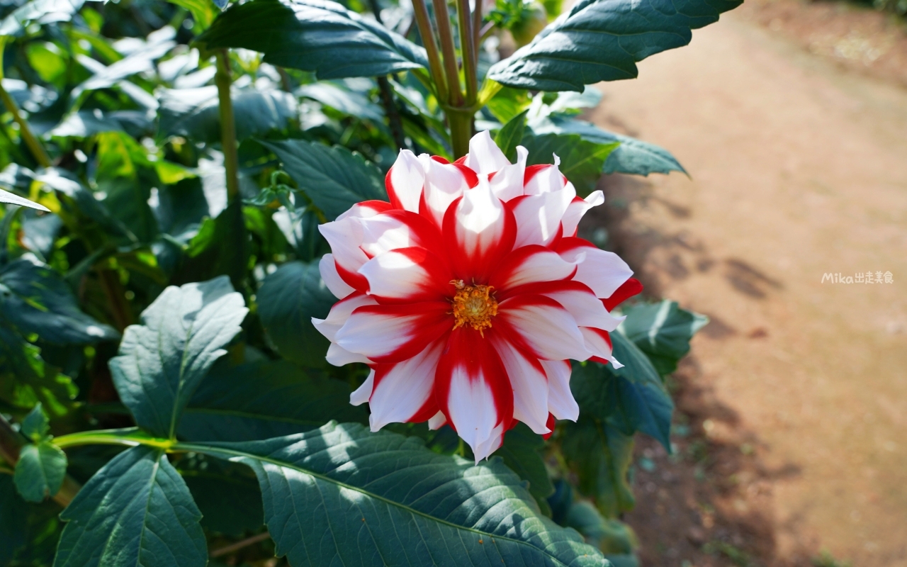 【日本】山陽 廣島 世羅高原農場｜日本最大規模花田竟然在廣島！？每季都有不同的花海絕景，秋菊美到根本置身童話世界。