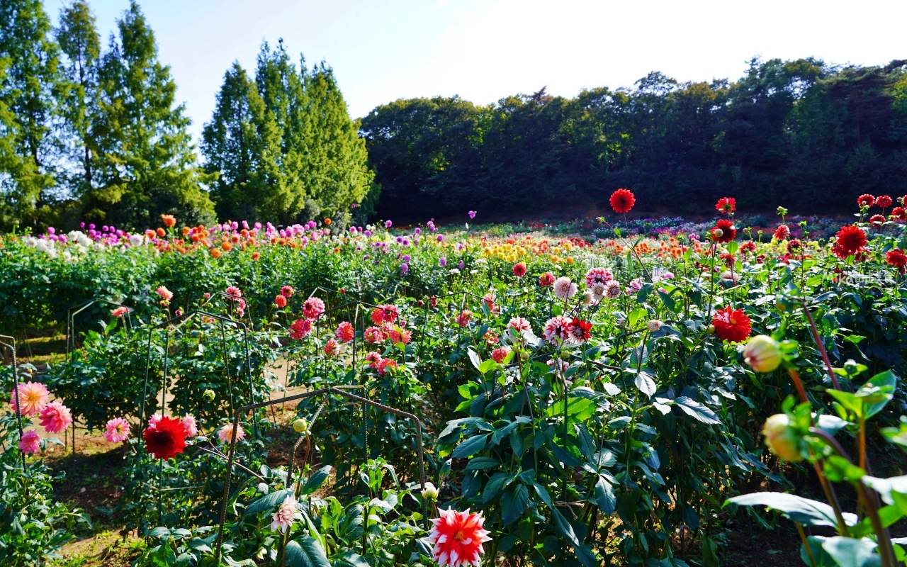【日本】山陽 廣島 世羅高原農場｜日本最大規模花田竟然在廣島！？每季都有不同的花海絕景，秋菊美到根本置身童話世界。