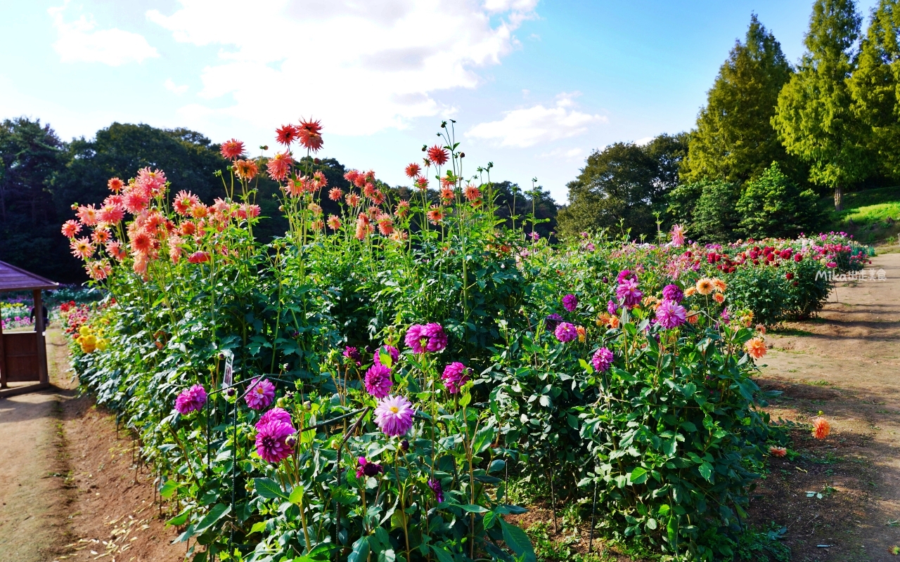 【日本】山陽 廣島 世羅高原農場｜日本最大規模花田竟然在廣島！？每季都有不同的花海絕景，秋菊美到根本置身童話世界。