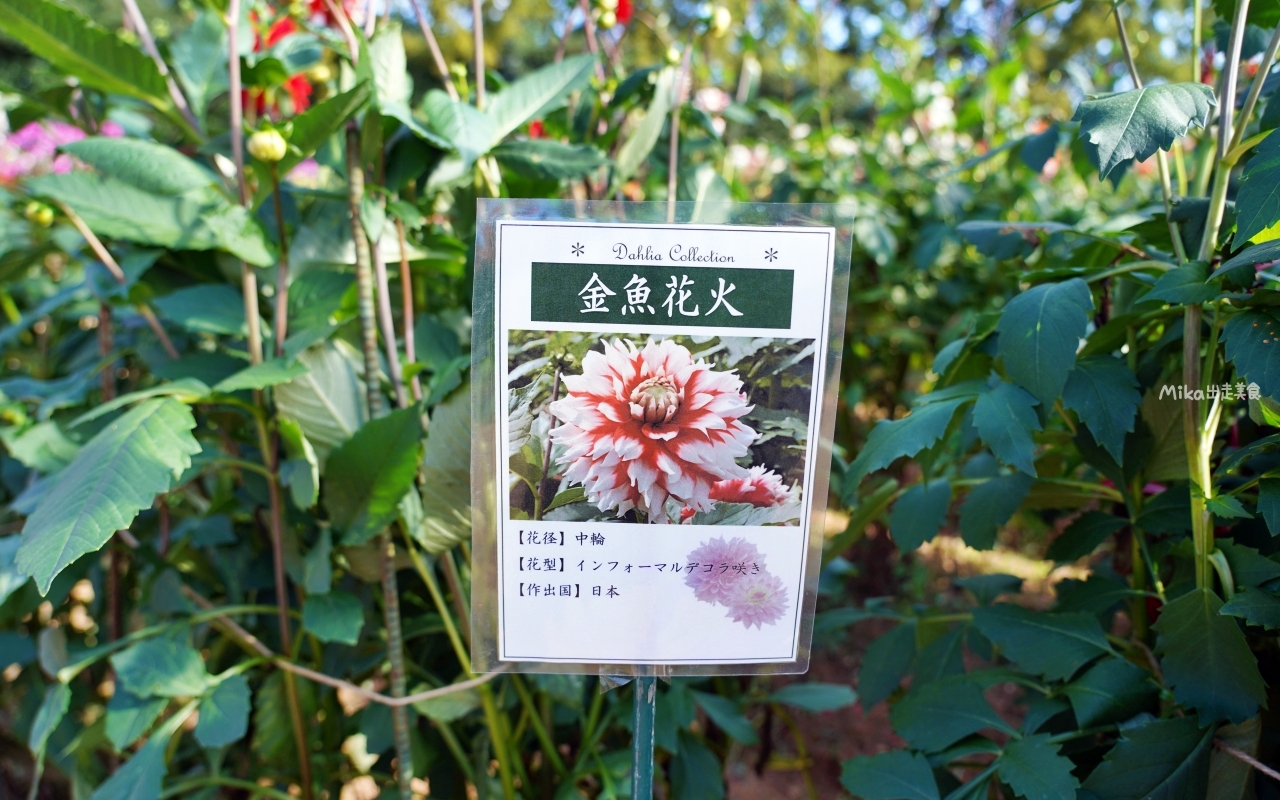 【日本】山陽 廣島 世羅高原農場｜日本最大規模花田竟然在廣島！？每季都有不同的花海絕景，秋菊美到根本置身童話世界。