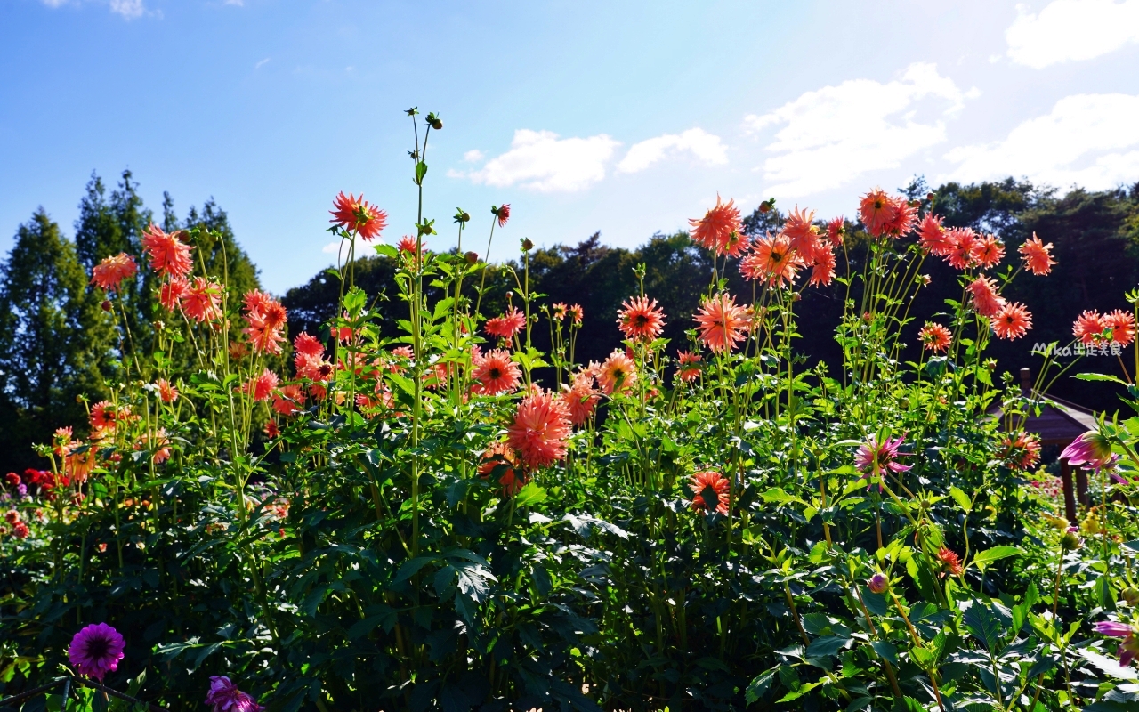 【日本】山陽 廣島 世羅高原農場｜日本最大規模花田竟然在廣島！？每季都有不同的花海絕景，秋菊美到根本置身童話世界。